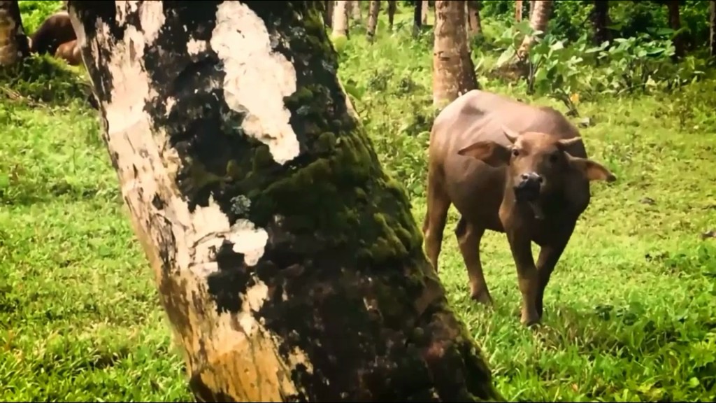 Interrupted buffalo intense deepthroat with mouth